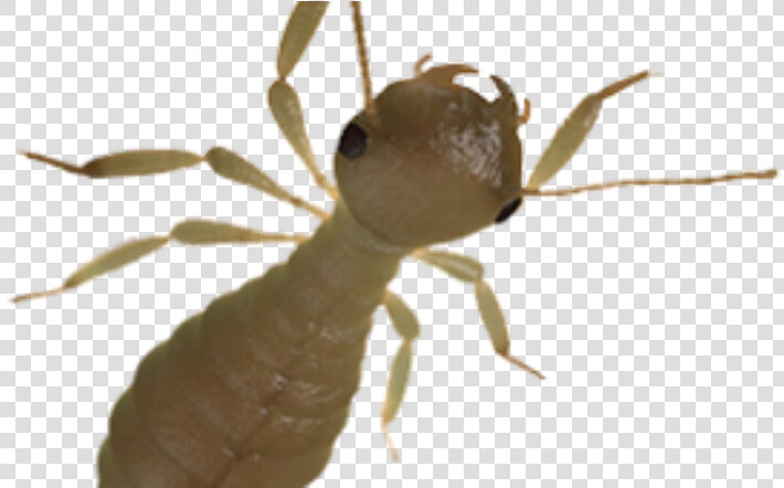 Carpenter Ant  HD Png DownloadTransparent PNG