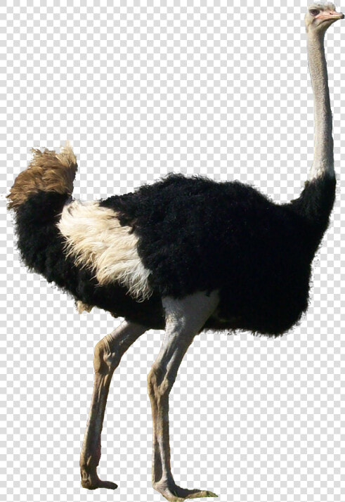 Ostrich Png   Ostrich Transparent Background  Png DownloadTransparent PNG