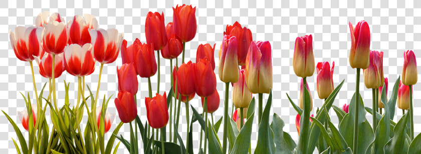 Transparent Hyacinth Png   Tulip Flower Garden Png  Png DownloadTransparent PNG