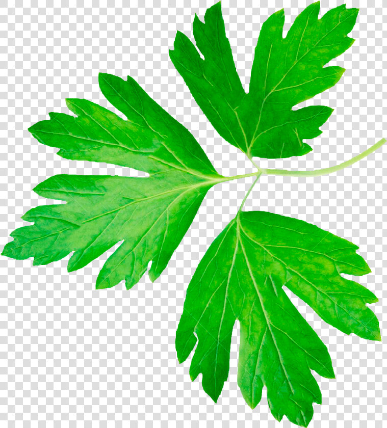 Transparent Perejil Png   Hoja De Cilantro  Png DownloadTransparent PNG