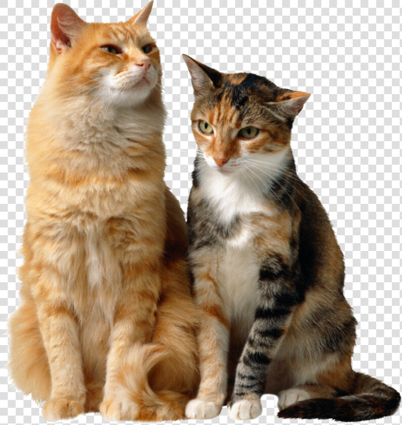 Cats Background Cat Transparent   Two Cats Sitting Together  HD Png DownloadTransparent PNG