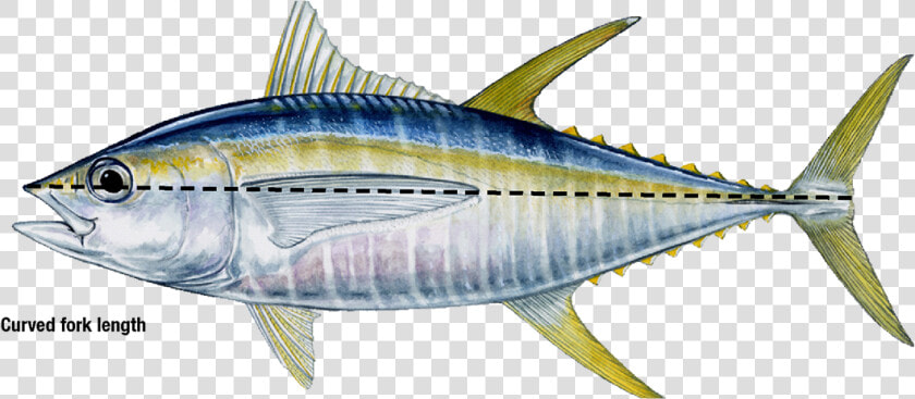 Yellow Fin Tuna  HD Png DownloadTransparent PNG