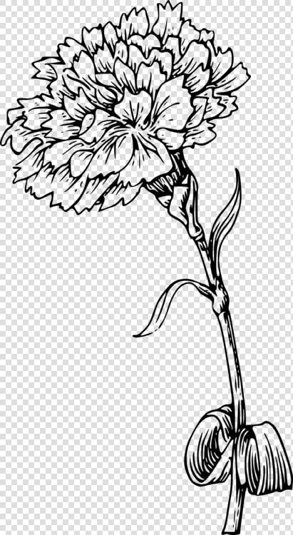 Monochrome Photography petal cut Flowers   Marigold Black And White  HD Png DownloadTransparent PNG