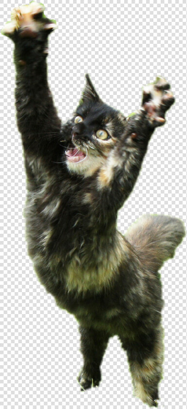  cat  paws   Cat Yawns  HD Png DownloadTransparent PNG