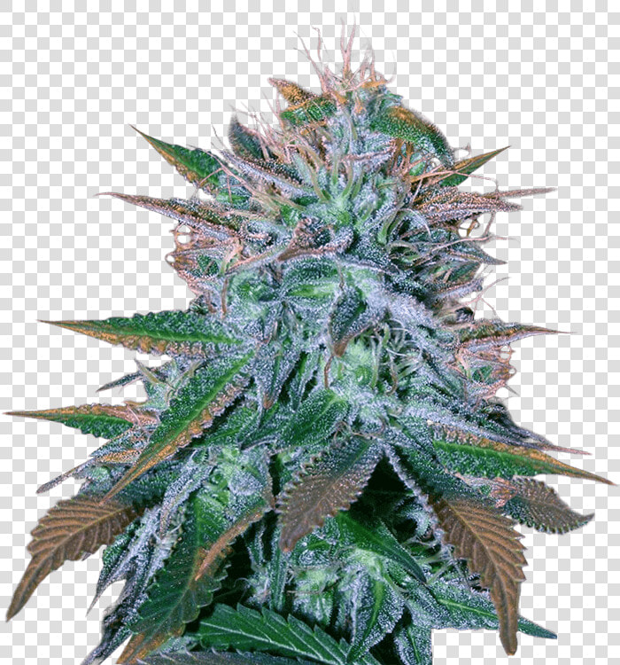 White Widow Autoflower   Blue Cheese Auto Strain King Crop  HD Png DownloadTransparent PNG