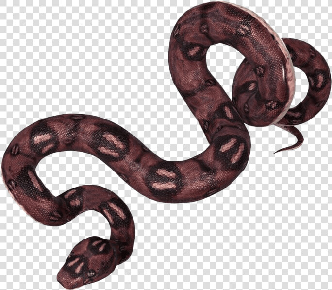 Anaconda png   Anaconda Illustration  Transparent PngTransparent PNG