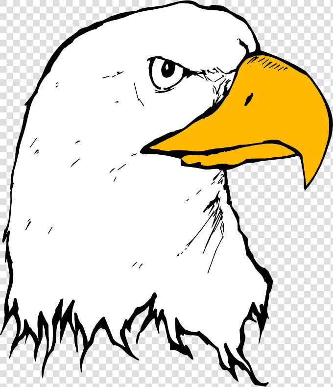 Transparent Eagle Head Vector Png   Cartoon Drawing Bold Eagle  Png DownloadTransparent PNG