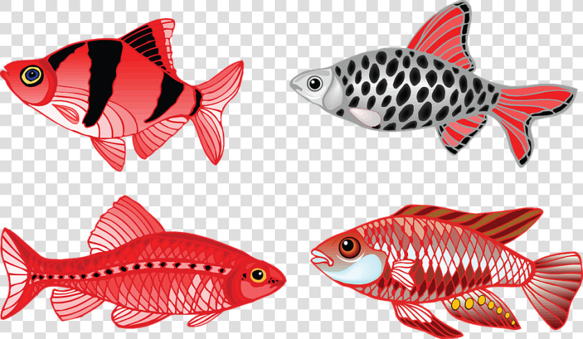 Fish  Aquarium  Fin  Fresh Water  Swim   Tongue Twisters Four Fine Fresh Fish For You  HD Png DownloadTransparent PNG