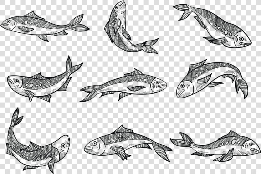 Free Hand Drawn Sardine Vectors   Sardine Drawing  HD Png DownloadTransparent PNG