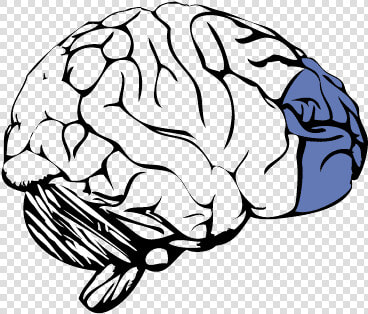 Prefrontal Cortex Of The Brain   Prefrontal Cortex No Background  HD Png DownloadTransparent PNG