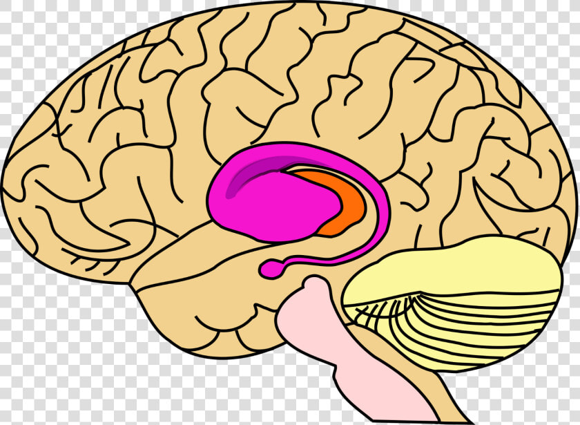 Basal Ganglia In Brain  HD Png DownloadTransparent PNG