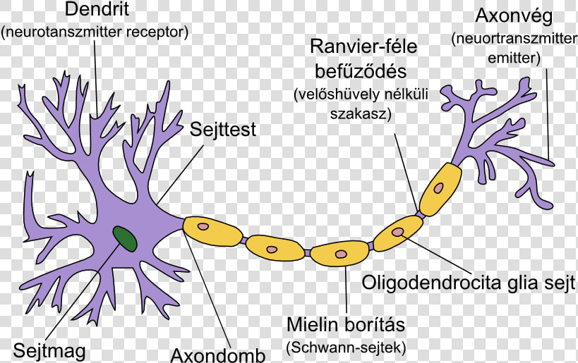 Neuron Hand tuned 2   Neuron Structure  HD Png DownloadTransparent PNG