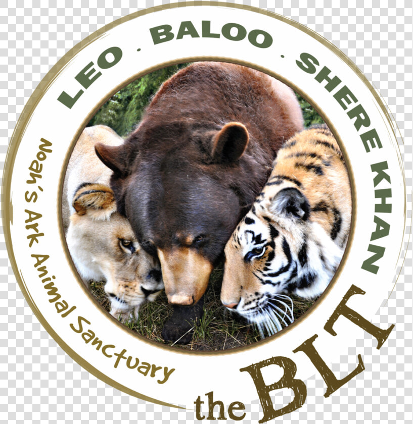 Transparent Baloo Png   Lion Tiger And Bear Bff  Png DownloadTransparent PNG