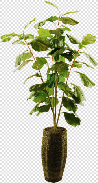 Houseplant  HD Png DownloadTransparent PNG