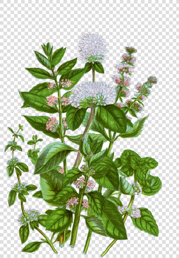 Mint Botanical Illustration   Png Download   Mint Botanical Illustration  Transparent PngTransparent PNG