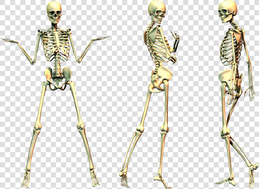 Human Skeleton Bone   Spooky Skeleton No Background  HD Png DownloadTransparent PNG