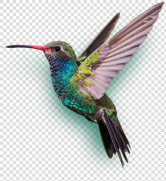 Hummingbird Png  Download Png Image With Transparent   Hummingbird Png  Png DownloadTransparent PNG