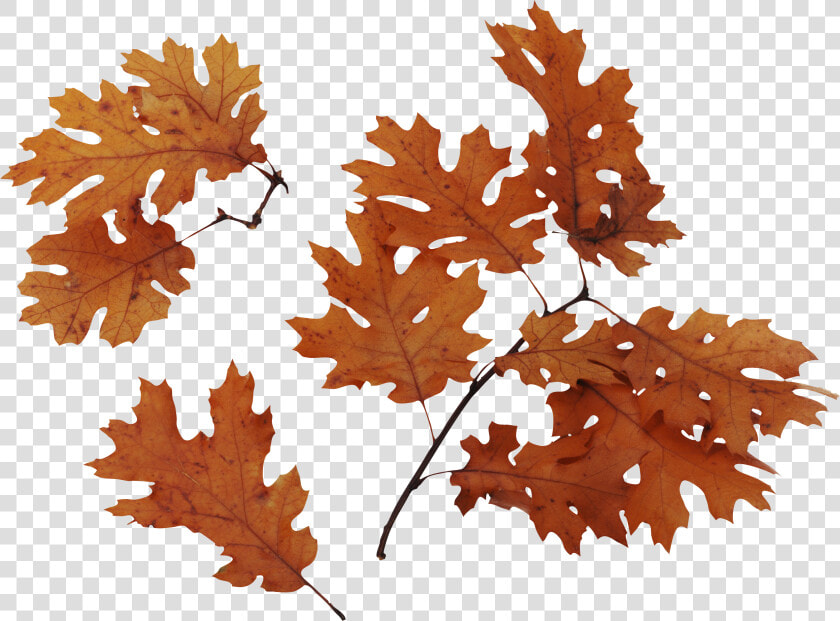 Autumn Png Leaves   Transparent Background Dried Leaves Png  Png DownloadTransparent PNG