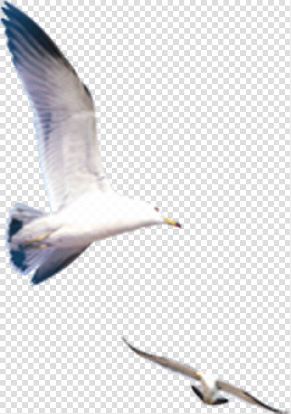 Seagull Png Download   Clip Art  Transparent PngTransparent PNG