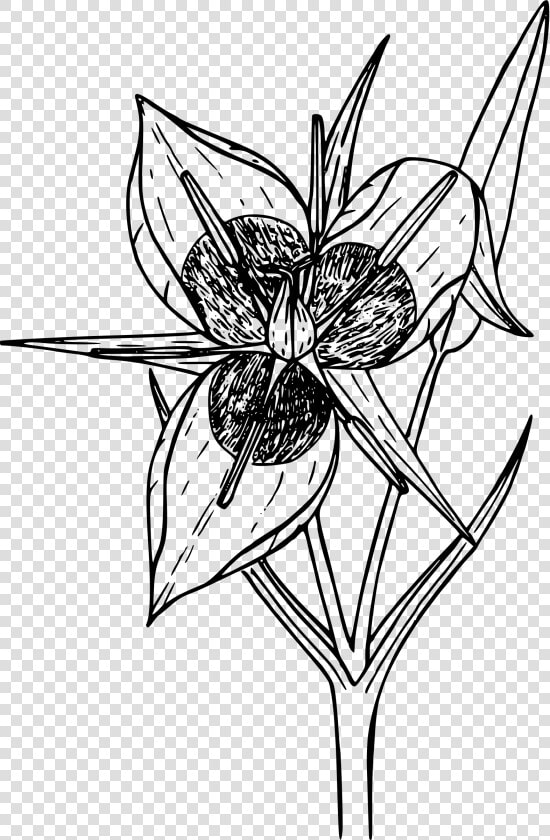 Green banded Star Tulip Clip Arts  HD Png DownloadTransparent PNG