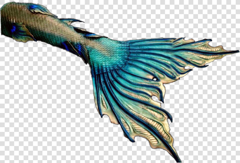  mermaid  mermaids  tail  fin  fantasy  tails  fins   Blue footed Booby  HD Png DownloadTransparent PNG