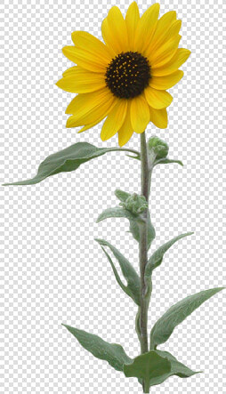 Sunflowers Png Single   Transparent Background Sunflower Clipart  Png DownloadTransparent PNG