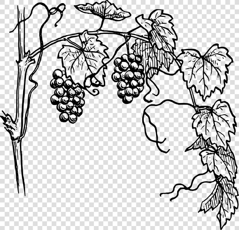 Common Grape Vine Wine Drawing   Clipart Grapevine  HD Png DownloadTransparent PNG