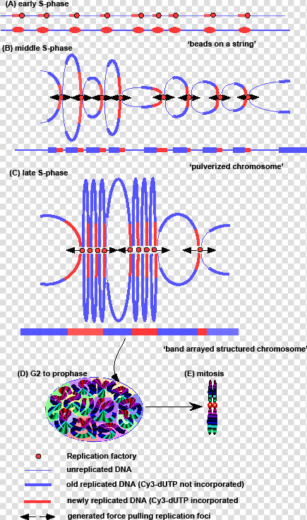 Chromosome Condensation Phase  HD Png DownloadTransparent PNG