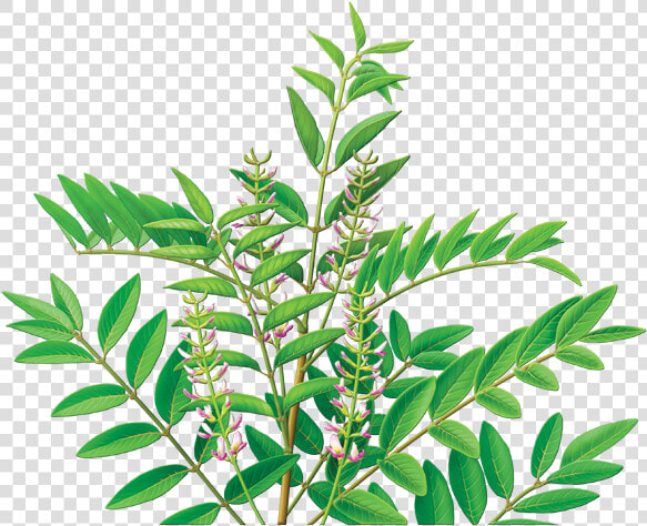 Licorice Root Tea  HD Png DownloadTransparent PNG