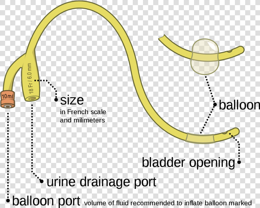 Foley Catheter Two Way  HD Png DownloadTransparent PNG