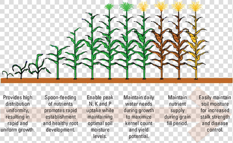 Clip Art Corn Growth Stages  HD Png DownloadTransparent PNG