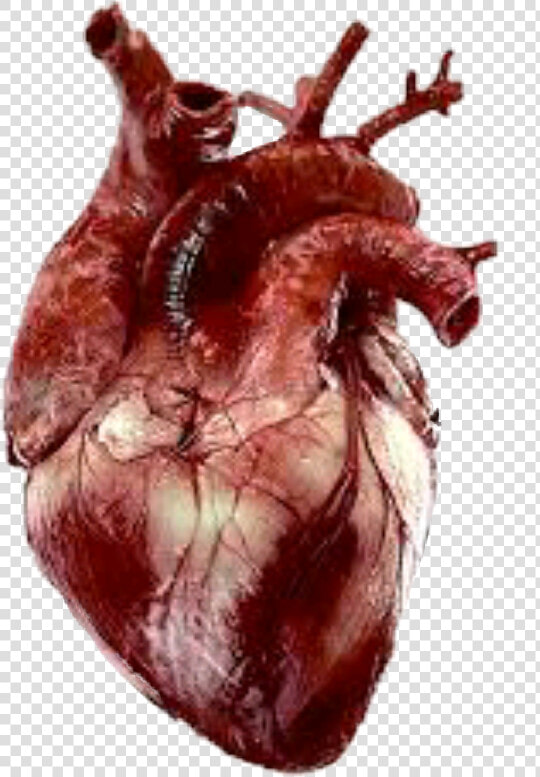  heart  realist   Real Heart Gif Png  Transparent PngTransparent PNG