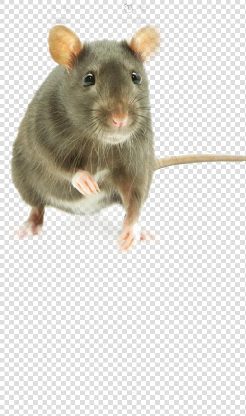 Whats The Favorite Food For Mice  HD Png DownloadTransparent PNG