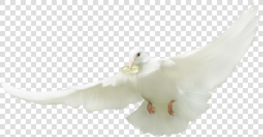 ♥ Tube Mariage   European Herring Gull  HD Png DownloadTransparent PNG