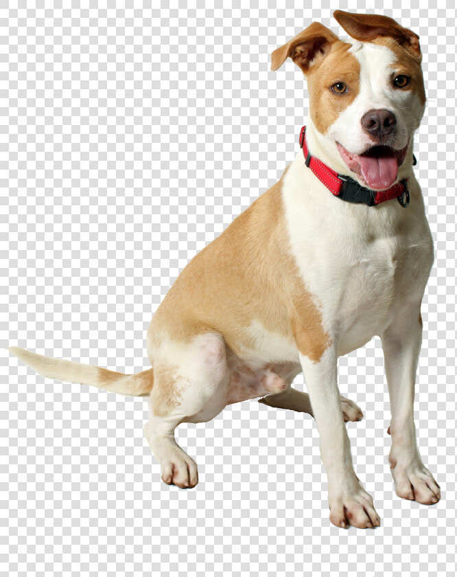 Preparing For Pooch   American Pit Bull Terrier  HD Png DownloadTransparent PNG