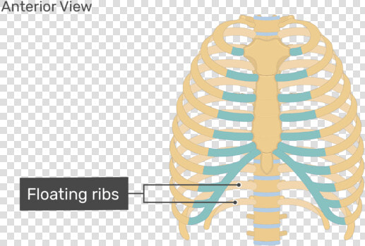 Rib Cage Human Skeleton Human Body Anatomy   Unlabeled Rib Cage Diagram  HD Png DownloadTransparent PNG