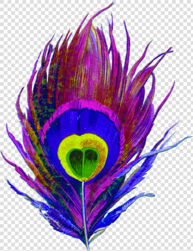  feather  feathers  peacock  peacockfeather  peacockfeathers   Drawing Of A Peacock Feather  HD Png DownloadTransparent PNG