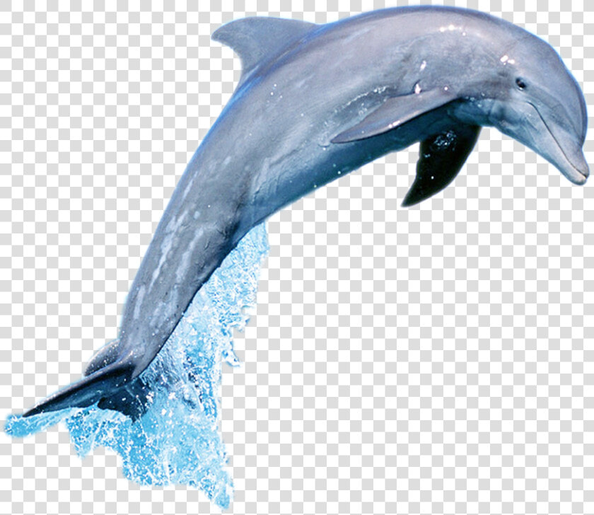 Short beaked Common Dolphin Common Bottlenose Dolphin   Dolphin Jumping Png Gif  Transparent PngTransparent PNG