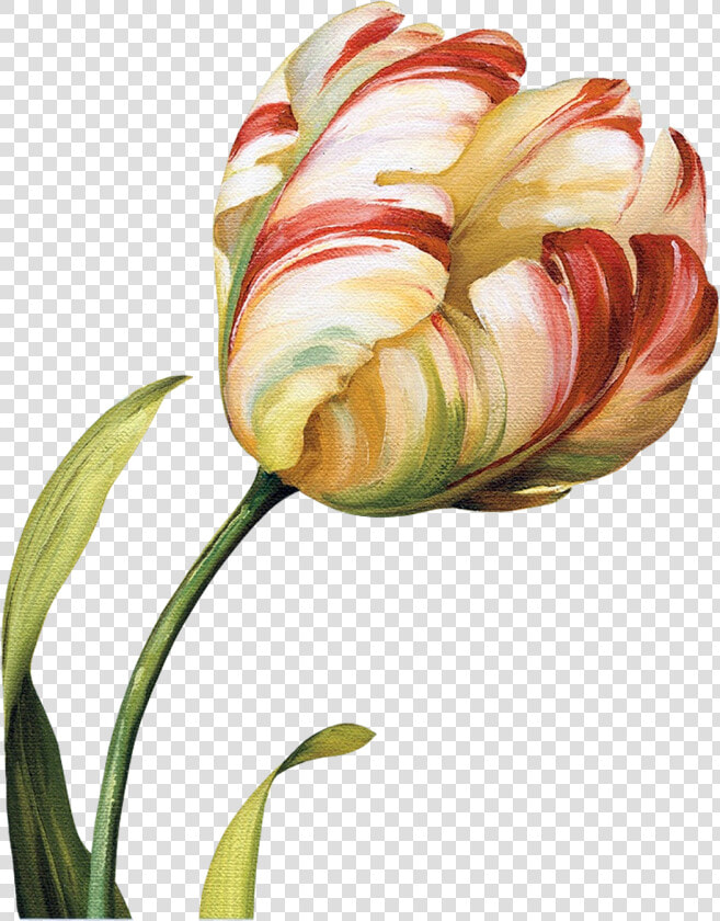 Tulips Flowers  Abstract Flowers  Flower Art  Botanical   Abstract Botanical Flowers  HD Png DownloadTransparent PNG