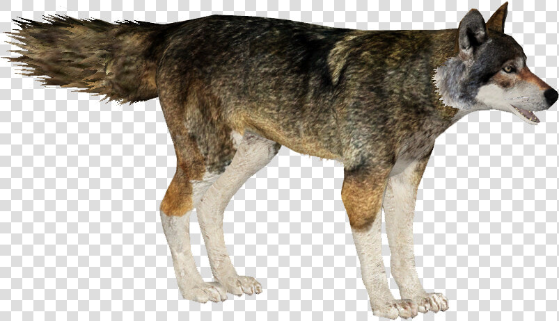 Red Wolf   Mackenzie River Husky  HD Png DownloadTransparent PNG