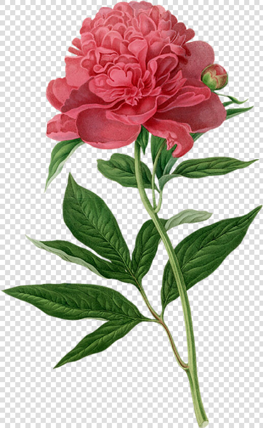 Botanical Drawing Peony   Botanical Flower Illustration Peony  HD Png DownloadTransparent PNG