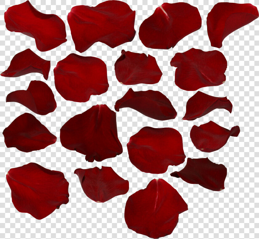 Single Red Rose Png Single Rose Petal Png   Red Rose Petals Transparent Background  Png DownloadTransparent PNG