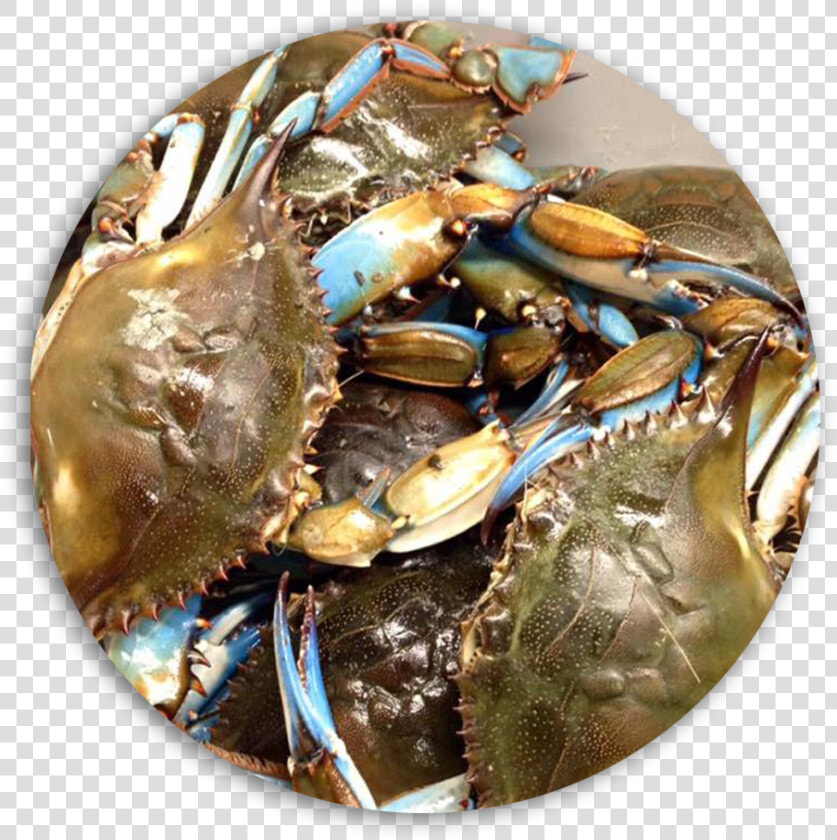 Fresh Blue Crabs Daily   Dungeness Crab  HD Png DownloadTransparent PNG