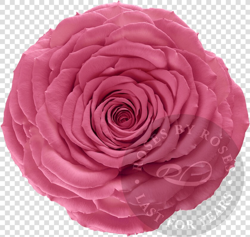 Preserved Pink Rose  Premium Long lasting Xl Pink Roses   Rose  HD Png DownloadTransparent PNG