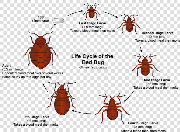 Transparent Bugs Body   Bed Bugs  HD Png DownloadTransparent PNG