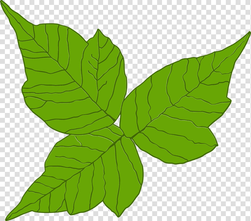 Poison Ivy  Itch  Danger  Rash  Leaf  Poisonous  Three   Poison Ivy Plant Vector  HD Png DownloadTransparent PNG