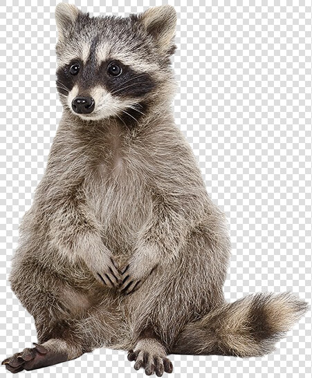 Raccoon Png Photos   Raccoon White Background  Transparent PngTransparent PNG