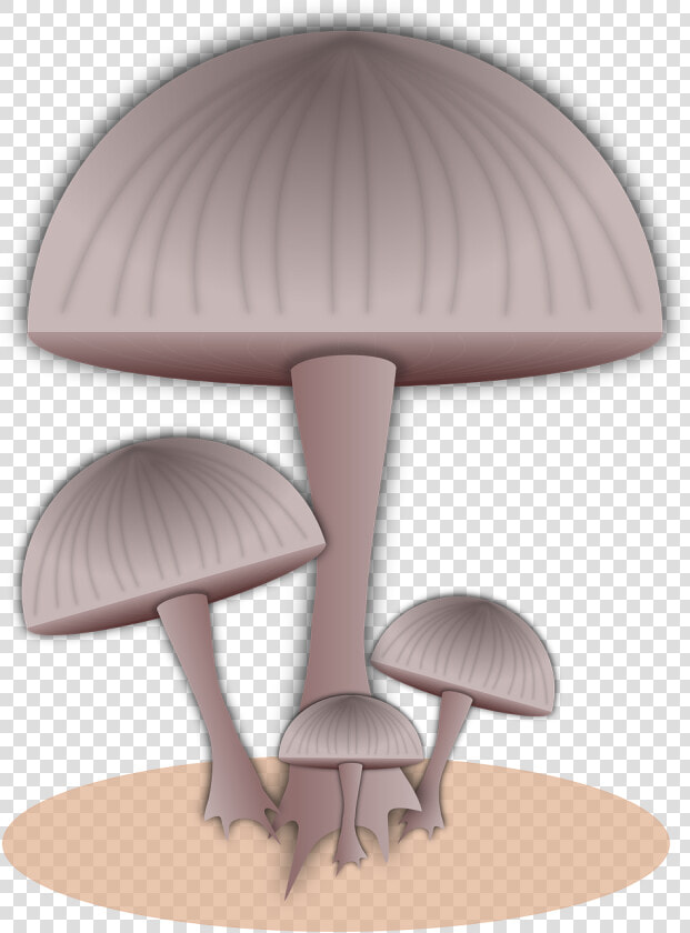 Mushroom Food Fungi Free Photo   Mushroom  HD Png DownloadTransparent PNG