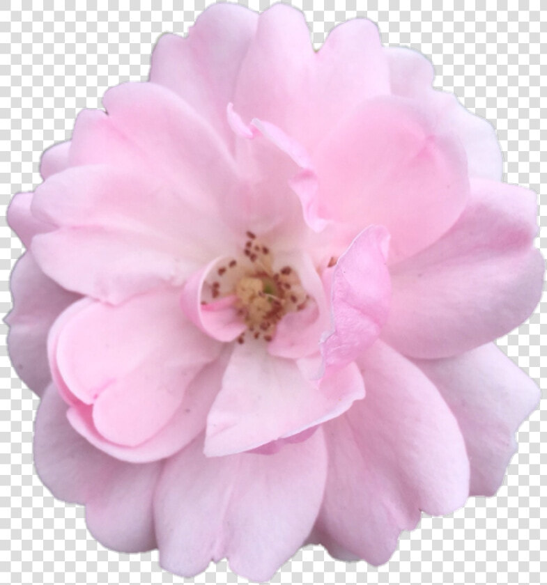 Accessory flowering Plant chinese Peony   Transparent Aesthetic Flower Png  Png DownloadTransparent PNG