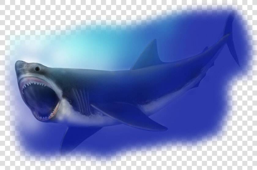 Transparent Megalodon Png   Megalodon Shark Compared To Great  Png DownloadTransparent PNG